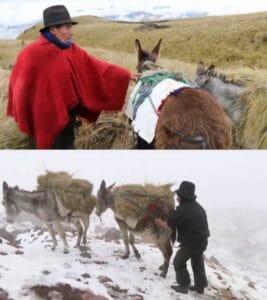 Two images: a person in traditional clothing leads donkeys with bundles through grassy terrain (top) and snowy mountains (bottom).