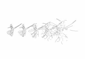 Minimalist line drawing of a hummingbird in flight, overlapping sketches trace its wing and body motion on a plain white background.