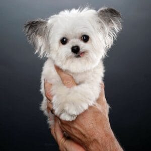 A small fluffy white dog with gray-tipped ears is gently held by two hands. Its tongue is sticking out slightly. It's a pro photo in front of a dark gray background.