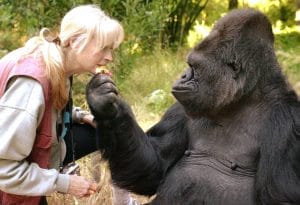 A woman with blonde hair leans forward as a large gorilla gently offers her food, holding it up to her mouth. They are outdoors in a green, wooded area, sharing a moment of connection.