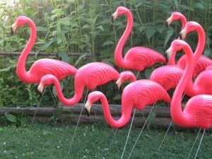Several bright pink plastic flamingo lawn ornaments are grouped on green grass, with leafy plants and a wooden fence in the background.