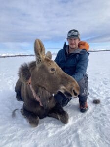 Landsiedel kneeling on the snow, holding up the head of a sleepy cow moose, which is also kneeling in the snow. A fairly heavy leather collar is around her neck; it likely has a GPS receiver and satellite transmitter to show its location.