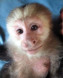 A close-up of a young, light brown and white monkey with large dark eyes, looking directly at the camera against a blue background. Its mouth forms a slight, gentle smile.